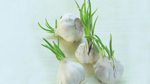 大蒜爆料视频,一窥幕后真相